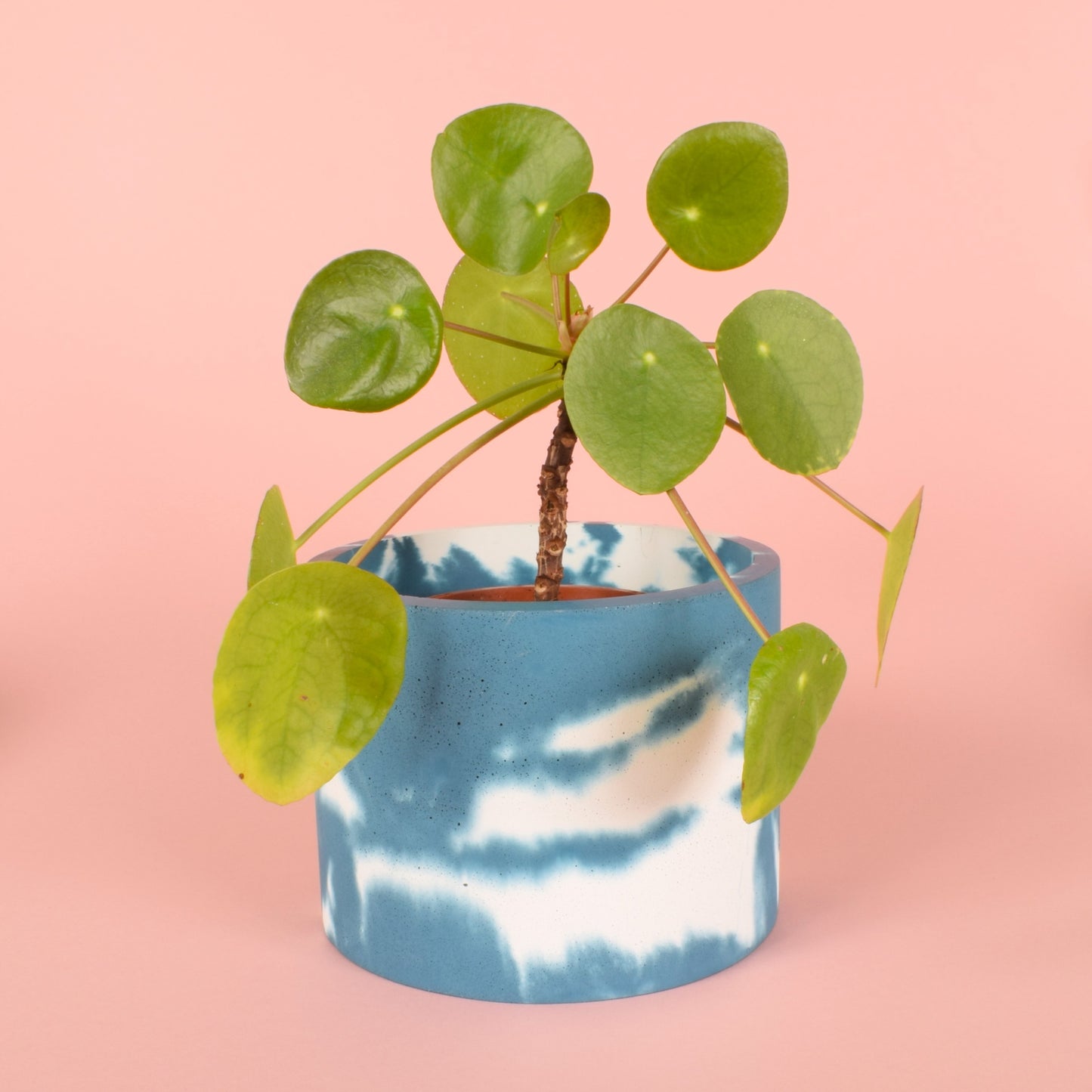 A blue and white cloudy medium-sized houseplant pot holding a pilea plant.