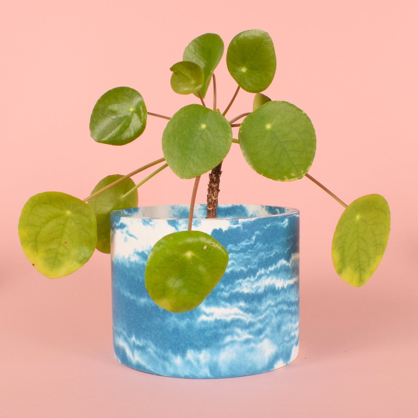 A blue and white cloudy medium-sized houseplant pot holding a pilea plant.